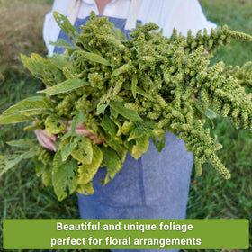 Sow Right Seeds Amaranth Seed Collection for diverse colors, heights, and harvest options.