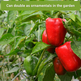 Sow Right Seeds Anaheim pepper packet for classic hot peppers with medium heat.