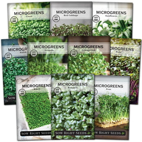 Sow Right Seeds arugula microgreens packets ready for quick harvest to brighten salads