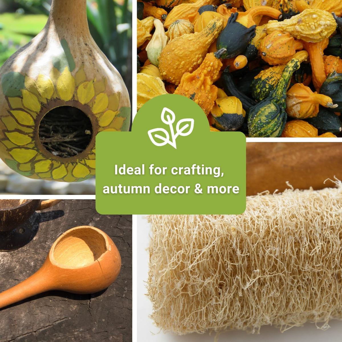 Sow Right Seeds autumn gourds display showcasing versatile gourds for home decor