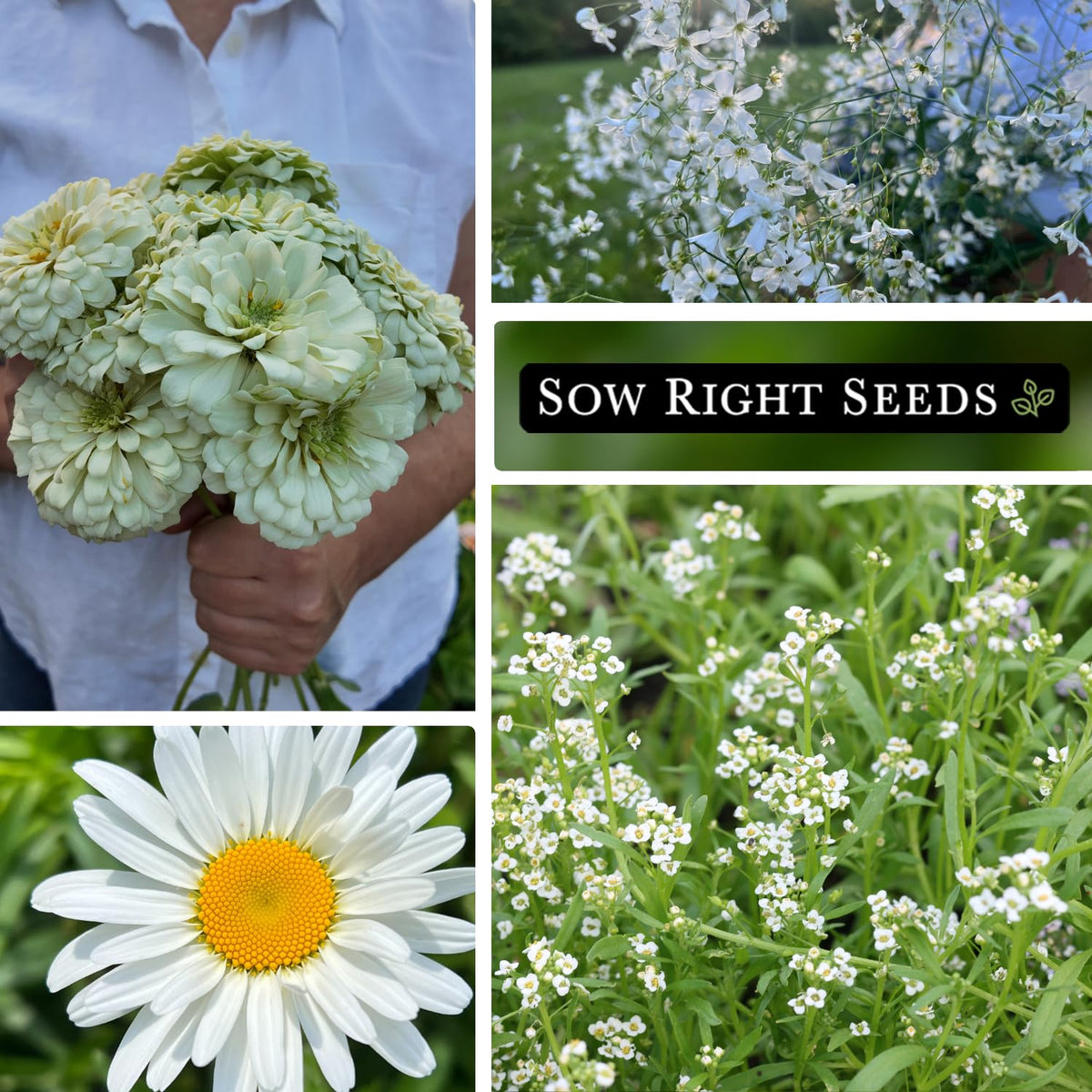 Sow Right Seeds babys-breath dainty bloom adds texture for containers and borders
