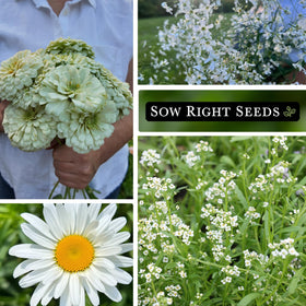 Sow Right Seeds babys-breath dainty bloom adds texture for containers and borders