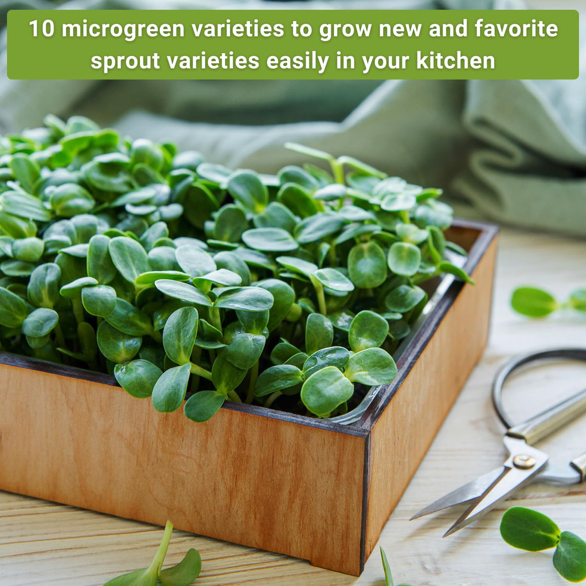 Sow Right Seeds basil microgreens packets with fragrant greens for finishing dishes