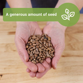 Sow Right Seeds bean germination observed in 4-10 days accelerates planning.