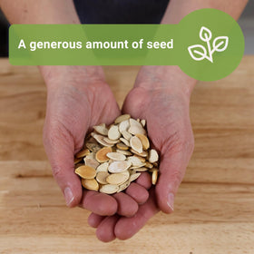 Sow Right Seeds Big Max pumpkin seeds for large, decorative pumpkins.