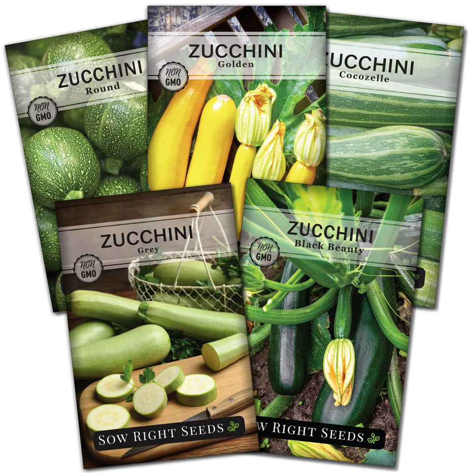 Sow Right Seeds Black Beauty zucchini seed packet for a home garden harvest.