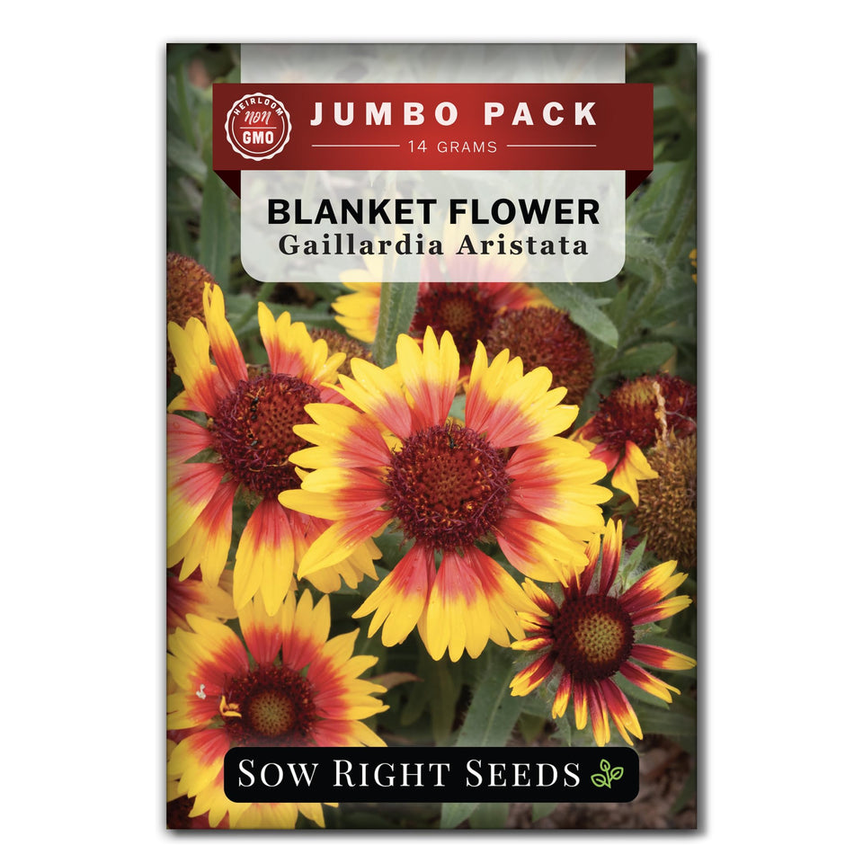 Sow Right Seeds blanket flower bulk packet adding bold color to large garden beds