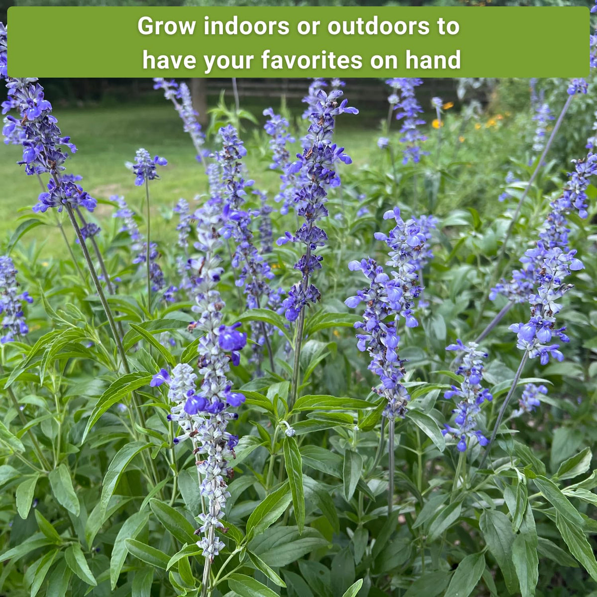 Sow Right Seeds blue sage sprigs for aromatic herb beds