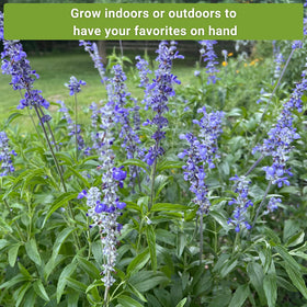 Sow Right Seeds blue sage sprigs for aromatic herb beds