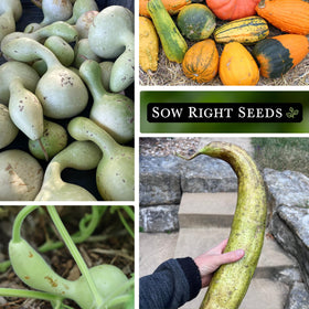 Sow Right Seeds bottle gourds packet great for crafts and DIY storage