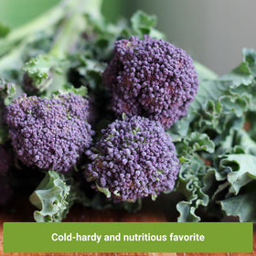 Sow Right Seeds broccoli collection packet featuring multiple varieties for extended harvests.