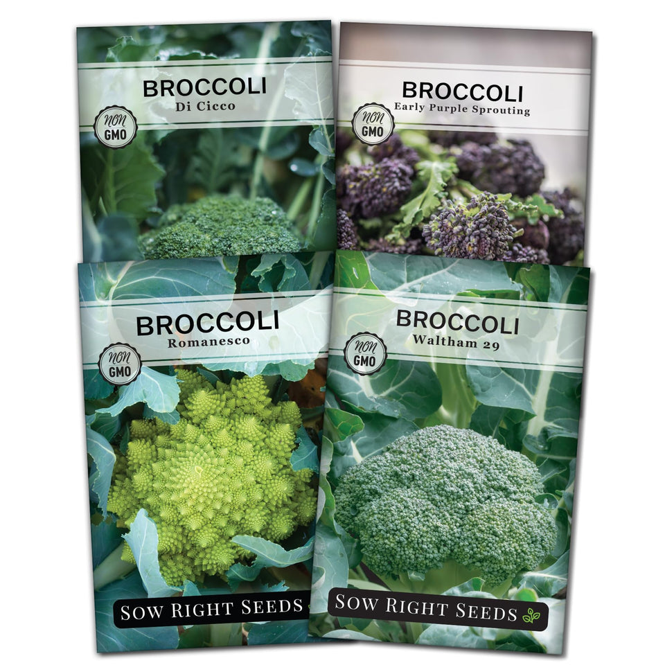 Sow Right Seeds broccoli Di Ciccio packet for home garden planting and rich flavor.