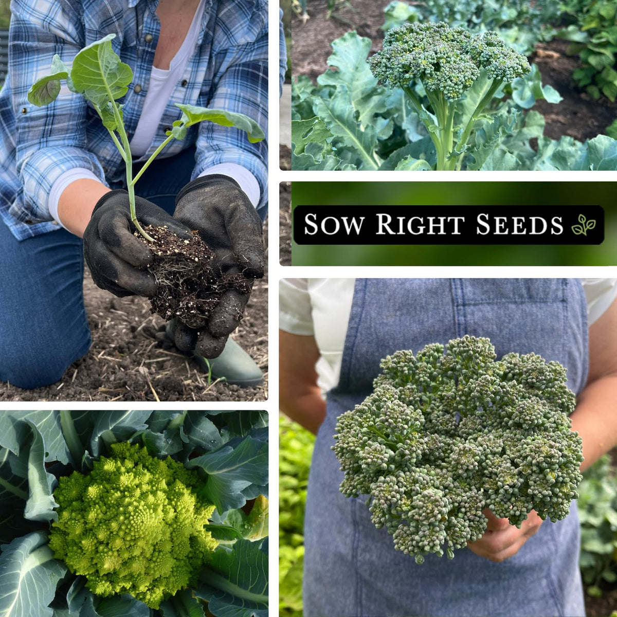 Sow Right Seeds Early Purple Sprouting broccoli packet for versatile harvests and spring meals.