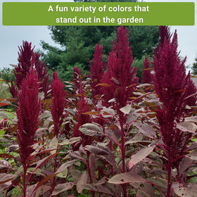 Sow Right Seeds Bronze amaranth seeds for bronze foliage and tall garden drama.