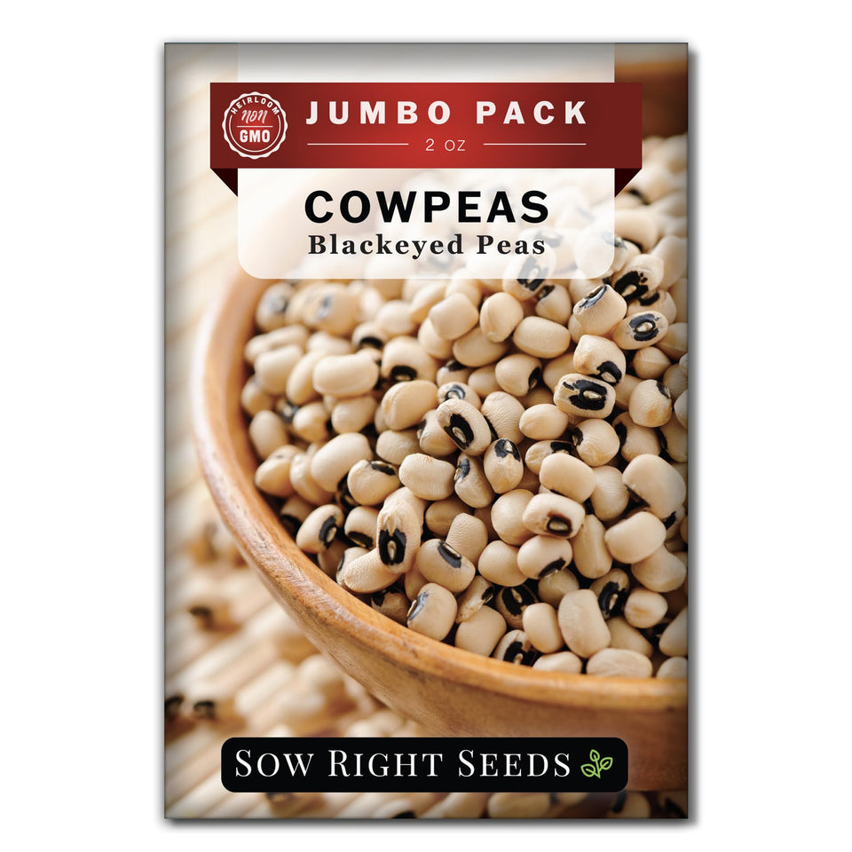Sow Right Seeds bulk black-eyed cowpea seeds ready for planting in home gardens.