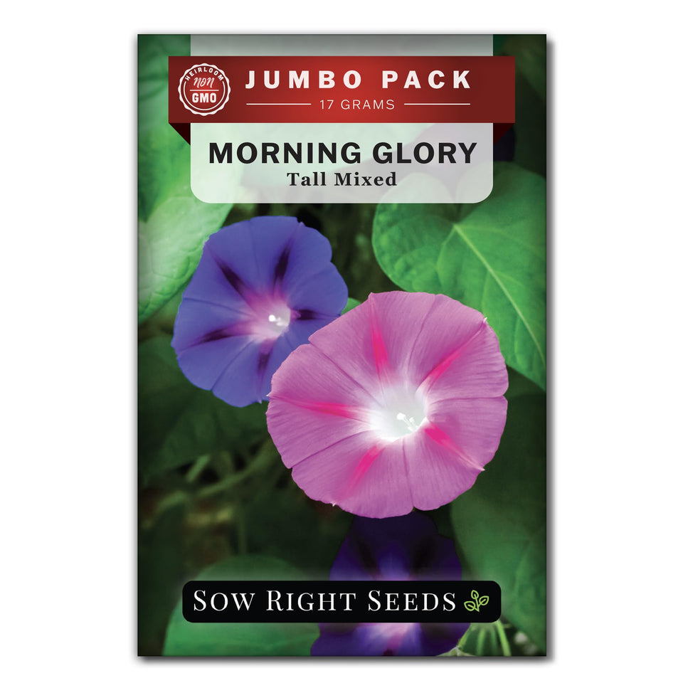 Sow Right Seeds bulk morning glory seeds packet front view ready to plant.