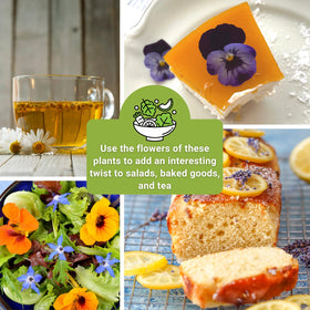 Sow Right Seeds Calendula Ball's Orange packet — sunny petals for salads and garnishes.
