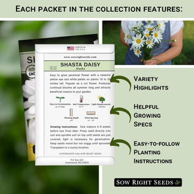 Sow Right Seeds cape daisy packet bright petals ideal for borders