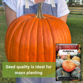 Sow Right Seeds Casper pumpkin seeds for fast-growing white pumpkins.