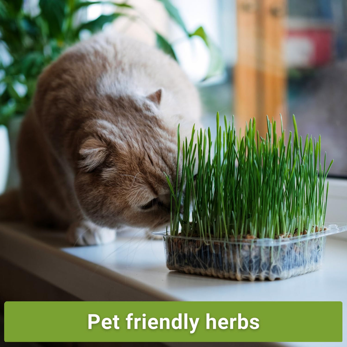 Sow Right Seeds cat-grass packet closeup highlighting 100% Sweet Oats seeds