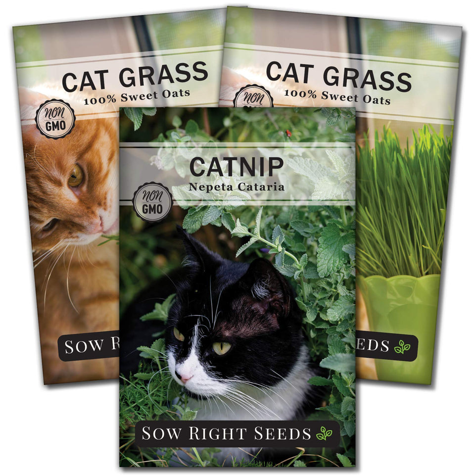 Sow Right Seeds catnip seed collection pack for indoor or outdoor planting and pet-friendly greens