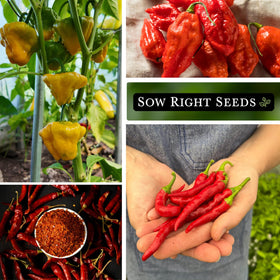 Sow Right Seeds cayenne pepper seed packet for classic heat in sauces and rubs