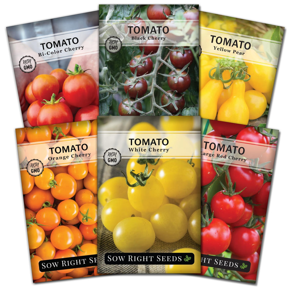 Sow Right Seeds Black Cherry tomato seeds in a seed packet for bold garden harvests