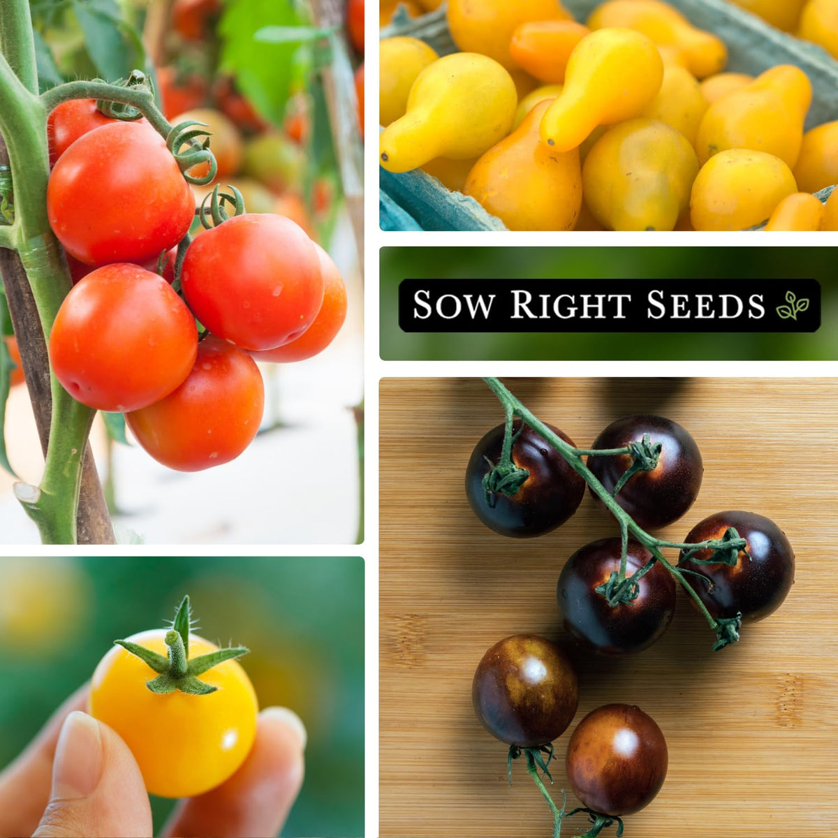 Sow Right Seeds White Cherry tomato seeds in a seed packet for delicate flavor