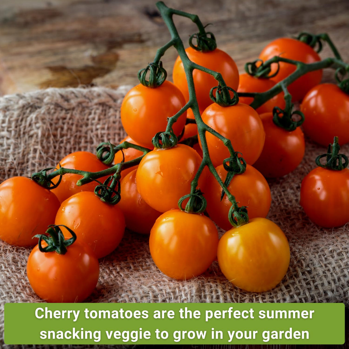 Sow Right Seeds Yellow Pear tomato seeds in a seed packet for sweeter harvests