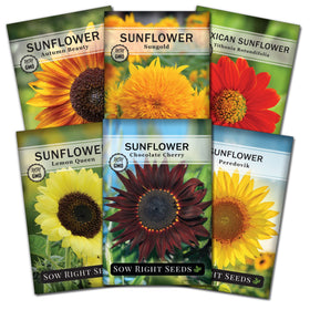 Sow Right Seeds Chocolate Cherry Sunflower packet ready for planting to attract pollinators.