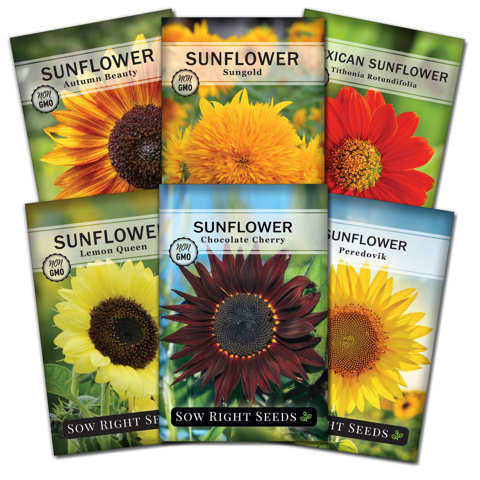 Sow Right Seeds Chocolate Cherry Sunflower packet ready for planting to attract pollinators.