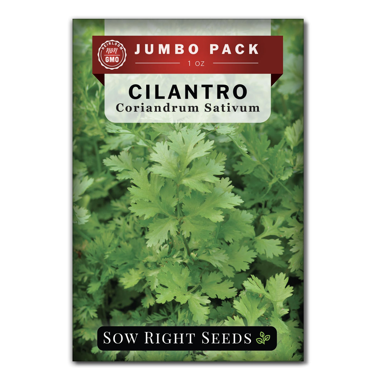 Sow Right Seeds cilantro bulk seeds packet for easy home herb gardening.