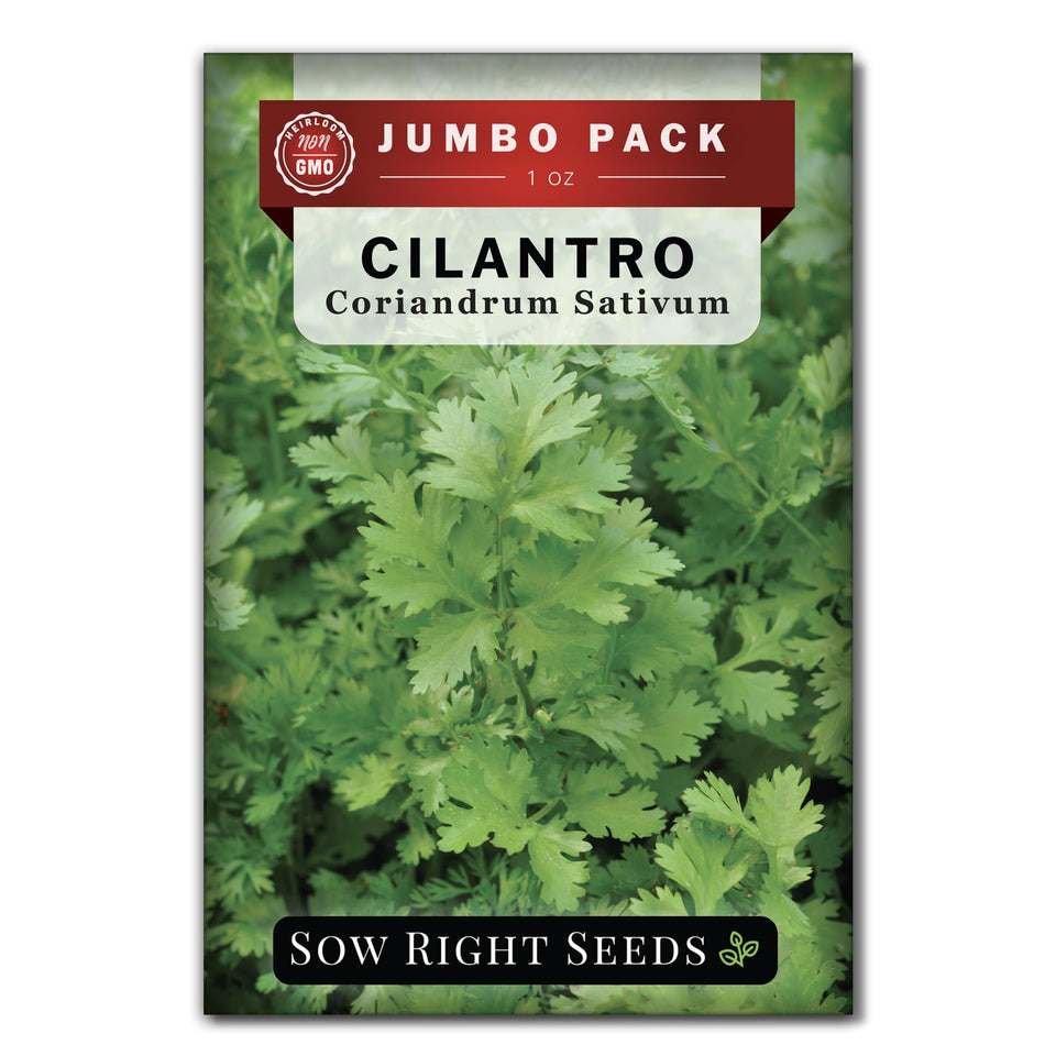 Sow Right Seeds cilantro bulk seeds packet for easy home herb gardening.