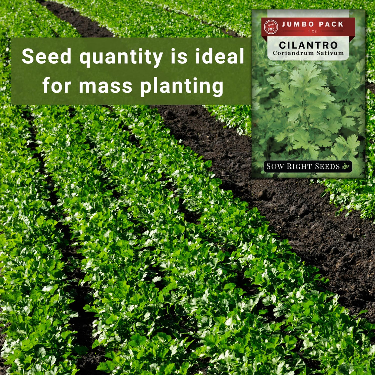 Sow Right Seeds cilantro fragrant leaves close-up for vibrant dishes.