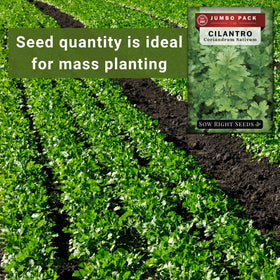 Sow Right Seeds cilantro fragrant leaves close-up for vibrant dishes.