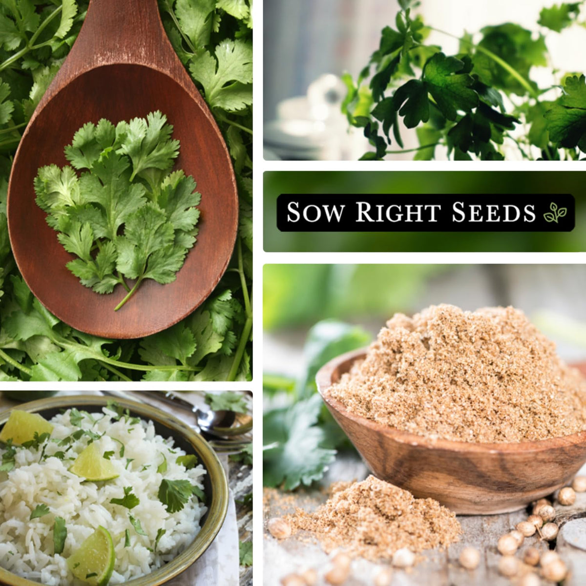 Sow Right Seeds cilantro harvest-ready bunch for salsa and meals.