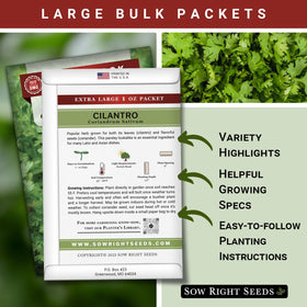 Sow Right Seeds cilantro planted in garden ready to harvest fresh leaves.