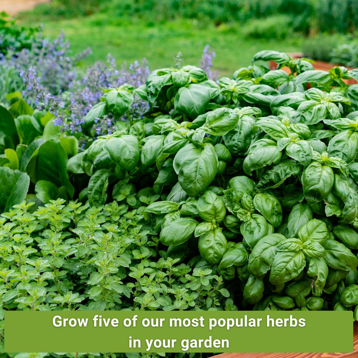 Sow Right Seeds cilantro seed packets for bright leaves in dressings and salsas.