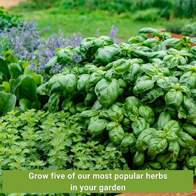 Sow Right Seeds cilantro seed packets for bright leaves in dressings and salsas.