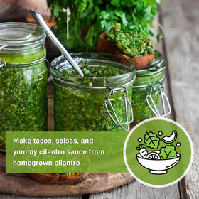 Sow Right Seeds cilantro seeds ideal for fresh garnish and cooking.