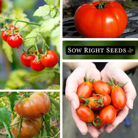 Sow Right Seeds Large Red Cherry packet ideal for fresh snacking.
