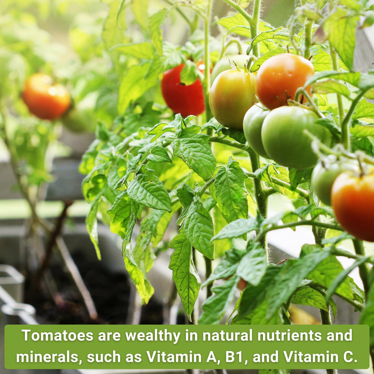 Sow Right Seeds Marglobe packet featuring reliable paste tomato for sauces.