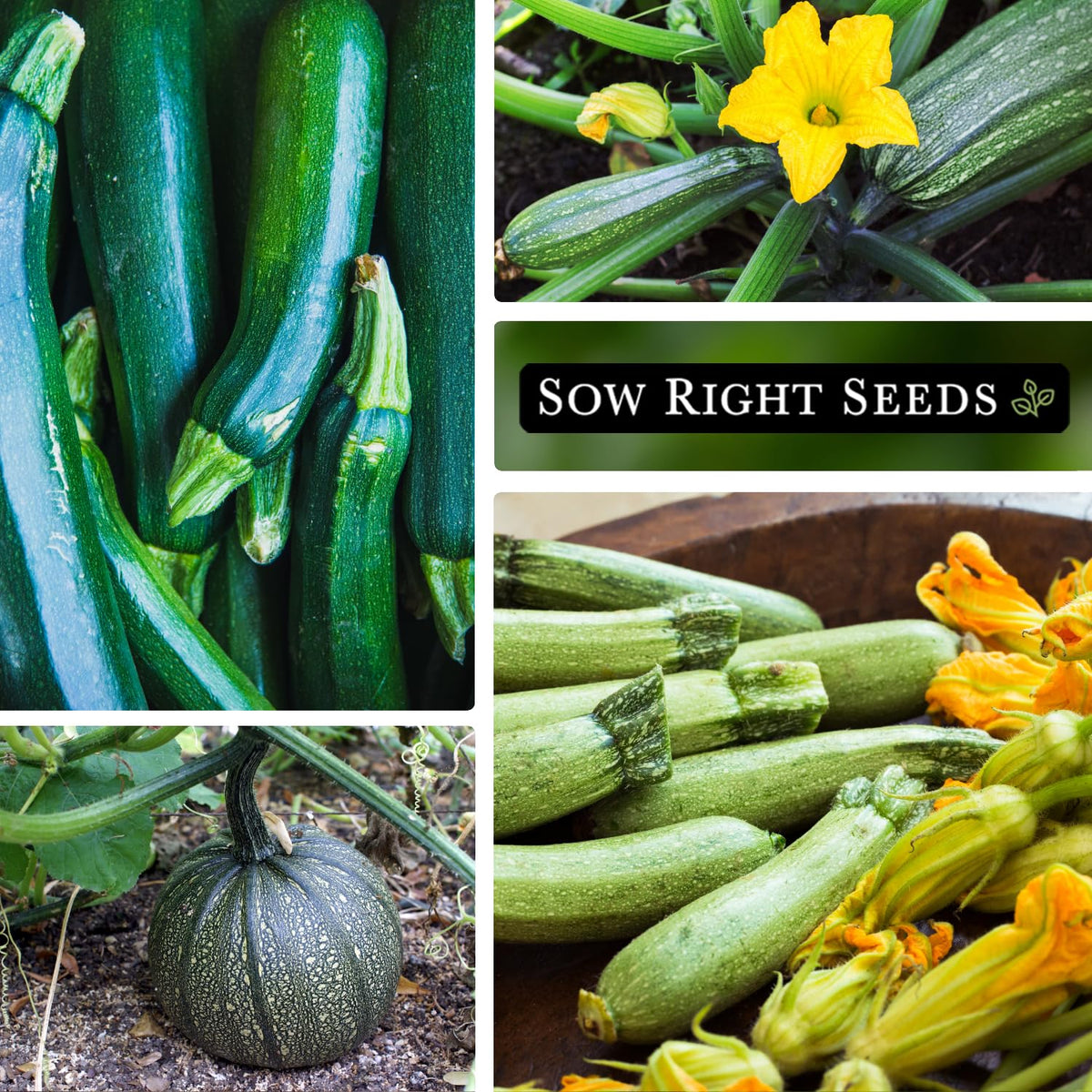 Sow Right Seeds Cocozelle zucchini seed packet for flavorful sauté options.