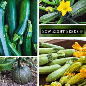 Sow Right Seeds Cocozelle zucchini seed packet for flavorful sauté options.