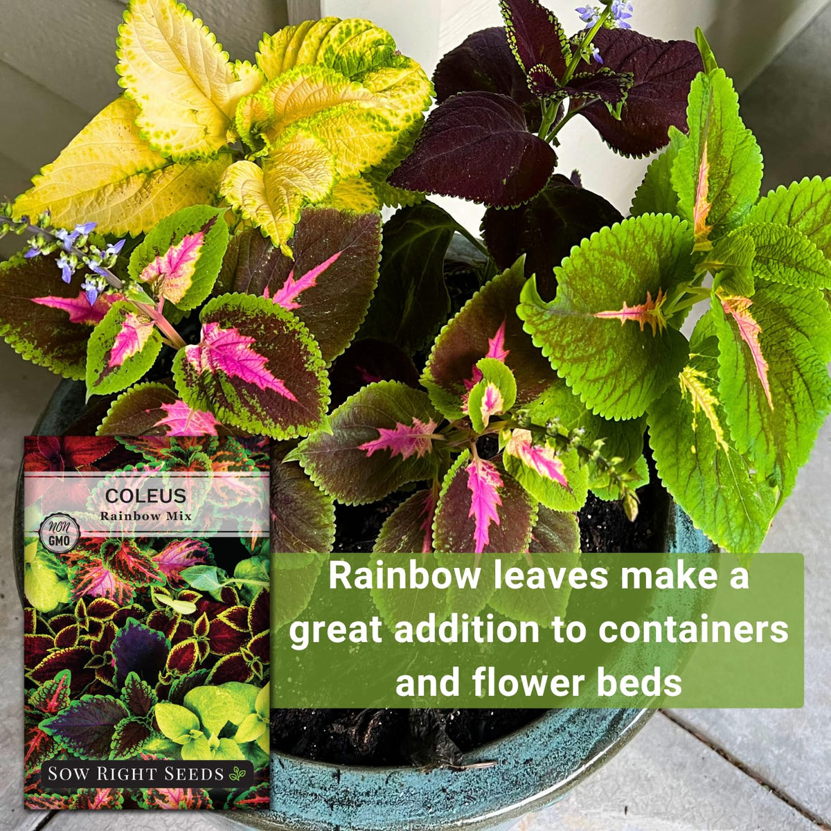 Rainbow Mix Coleus in a garden bed illustrating compact height and colorful foliage.