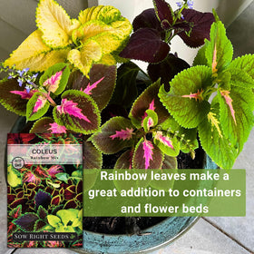Rainbow Mix Coleus in a garden bed illustrating compact height and colorful foliage.