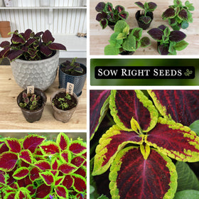 Rainbow Mix Coleus thriving in a container for patio or balcony planting.
