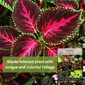 Coleus Rainbow Mix germination close-up illustrating 10-14 day sprouting in warm soil.