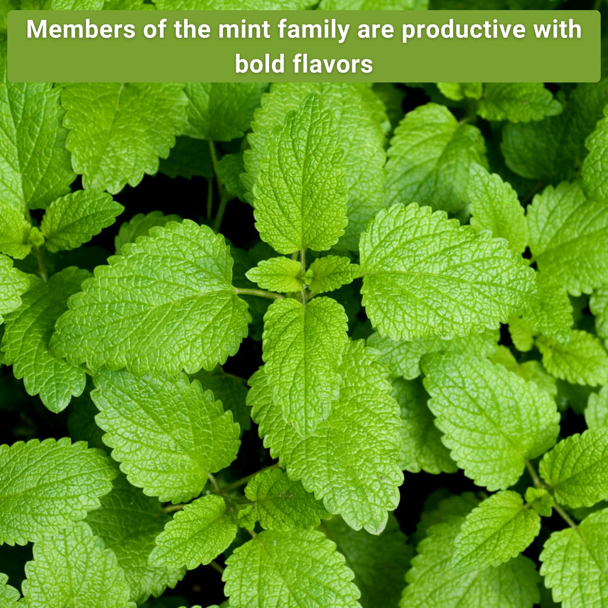 Sow Right Seeds common mint packet ideal for kitchen herb garden