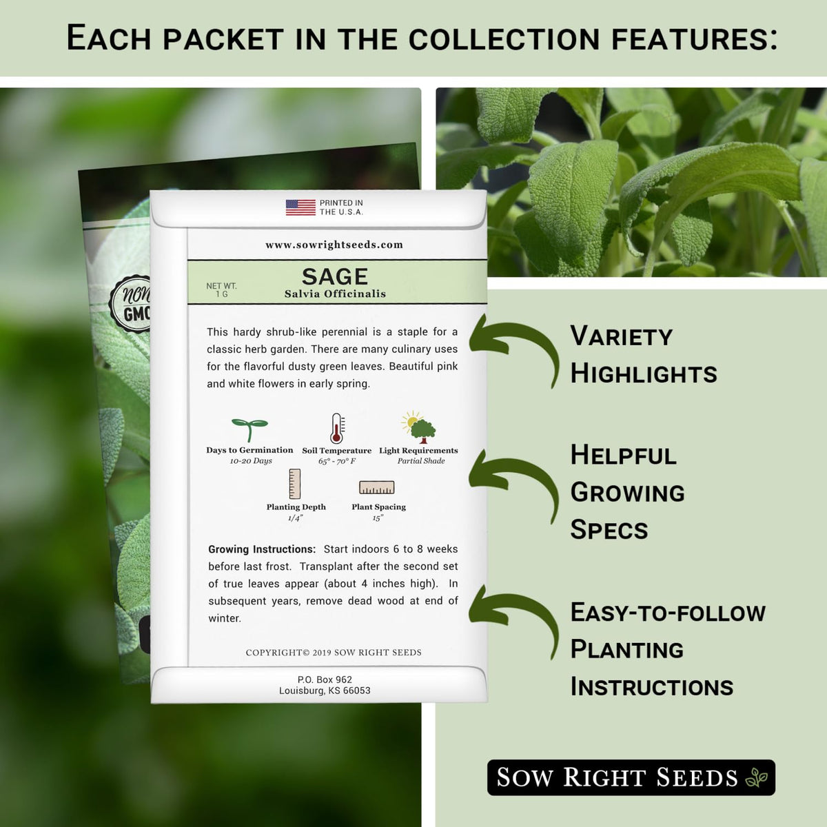 Sow Right Seeds common sage leaves ideal for seasoning dishes